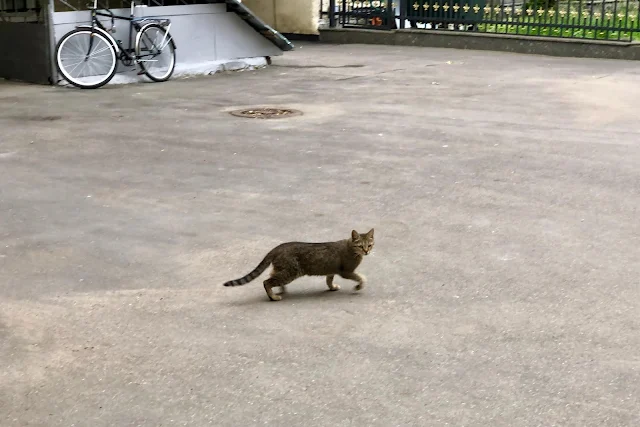 Смоленский бульвар, дворы, кот