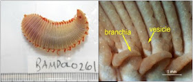 LEFT: Live specimen of Travisia pupa, ventral (bottom) view; Photo by the BIO Photography Group, Biodiversity Institute of Ontario, courtesy of CreativeCommons, RIGHT: Close-up of the body, showing branchiae and vesicles.