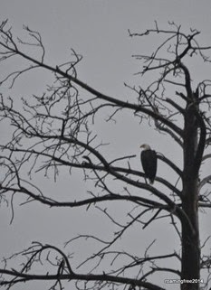 Bald Eagle #2