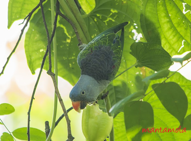 Blue-rumped Parrot (Psittinus cyanurus)