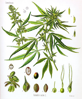 cannabis wallpaper. cannabis wallpaper.