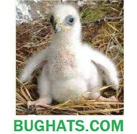 <img src="BUGHATS.jpg" alt=" AlKisah Tentang BUGHATS-ANAK BURUNG GAGAK ">