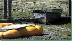 bluegreen algae