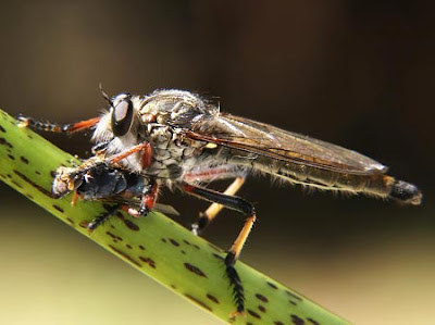 Robber Fly