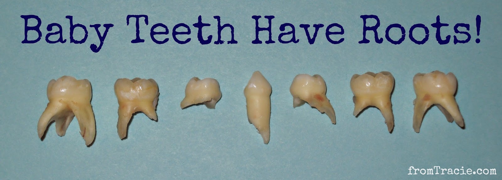 Baby Teeth Have Roots