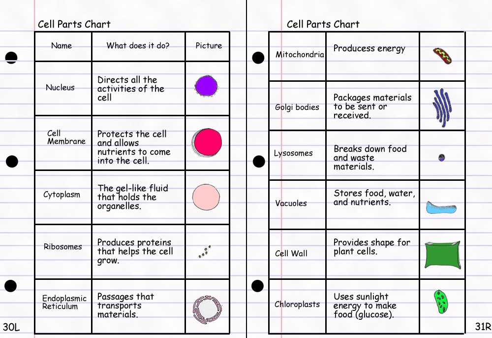 Plant And Animal Cell Parts And Functions. plant and animal cell parts.