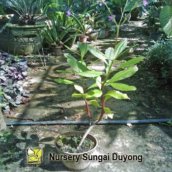 Nursery Sungai Duyong: Ginseng Jawa Gedung Tumbuhan Anda 