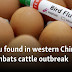 Bird flu found in western China as US combats cattle outbreak