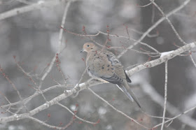 mourning doves in Minnesota's Winters?
