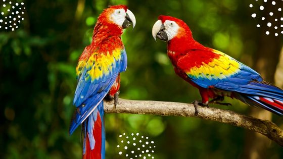 15 Most Popular Parrot Price in India - Latest price in 2023 (March-April)