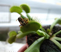 Dionaea http:agent704.blogspot.com