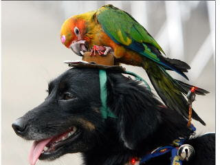 picture of dog and parrot