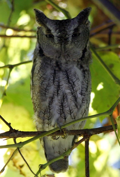 Screech owl 1