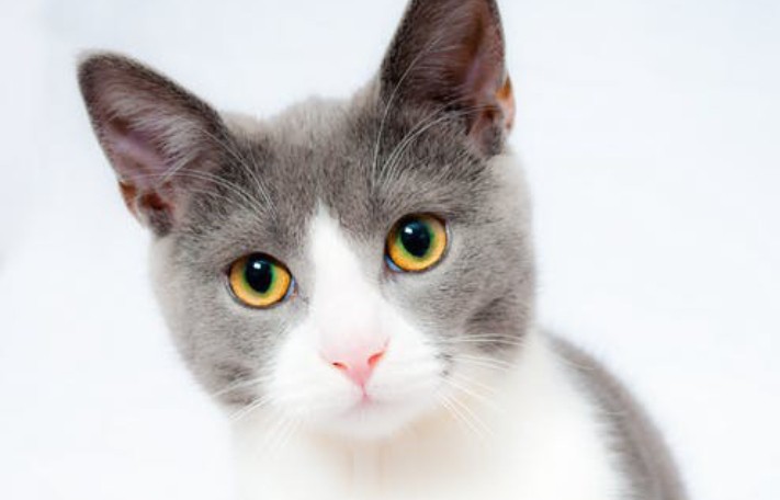 cute cat pictures hd wallpaper download, বিড়ালের পিক, বিড়াল পিক, বিড়াল এর পিক,বিড়ালের ছবি