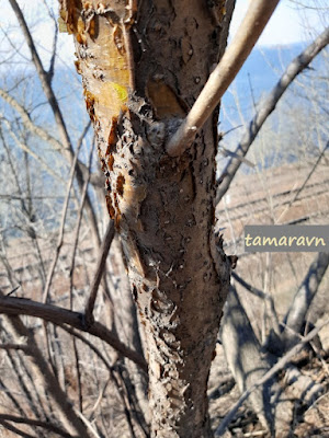 Маакия амурская (Maackia amurensis)