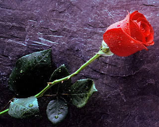 Rose Flower Wallpaper