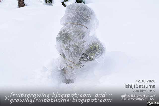 ミカン石地の木に雪が積もりました 防寒対策