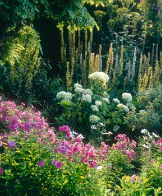 Amazing Colors to Design Your Garden