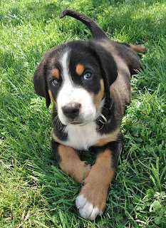 Greater Swiss Mountain Cute dog puppy