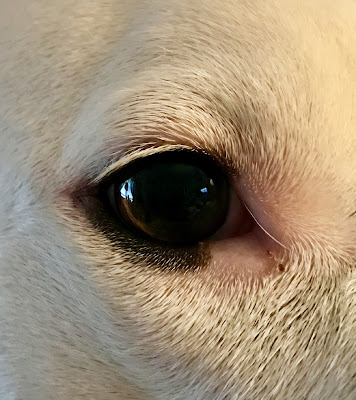 Public domain photo of dog eye