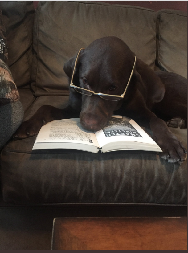 A black dog wearing glasses while reading a book