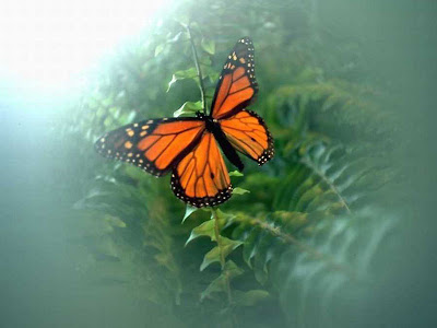 Butterfly Wallpaper on Butterfly Wallpaper Butterflies 631165 800 600 Jpg