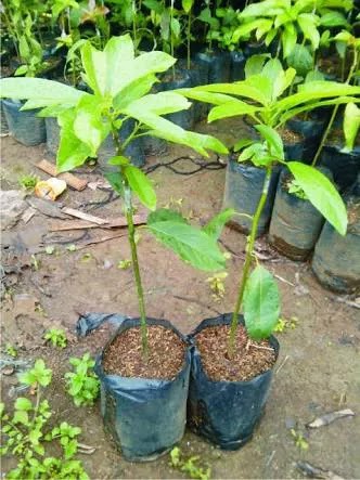 Bibit Alpukat Mega Murapi Mariat