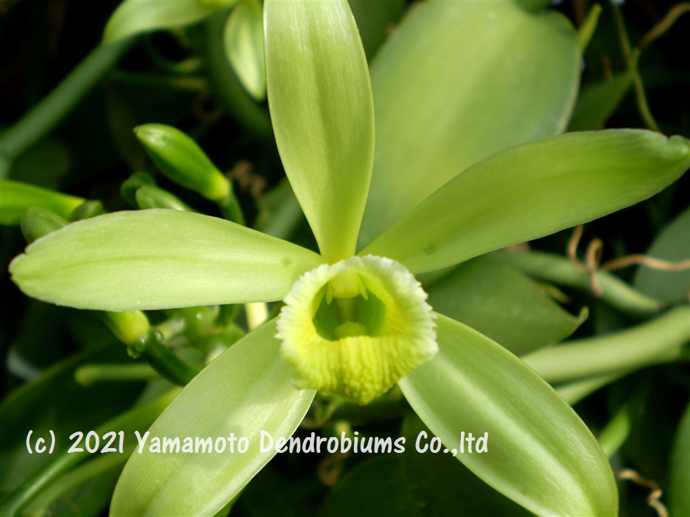 国産バニラ Dendrobium Blog