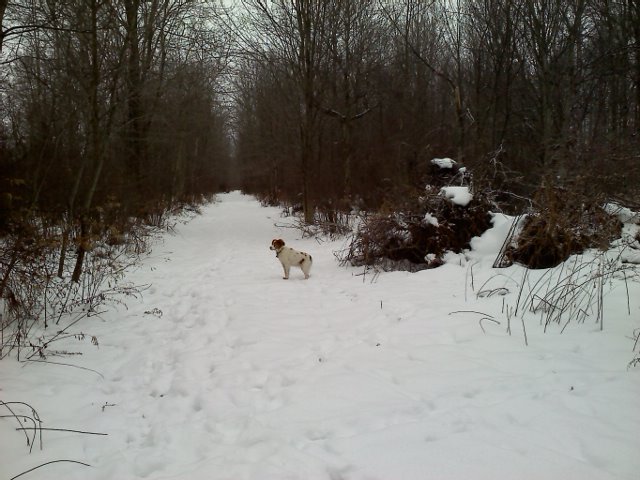 to watch the eagles. Beagles In The Snow. to watch the eagles.