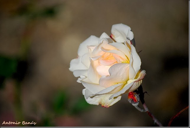 DSC_9248x1