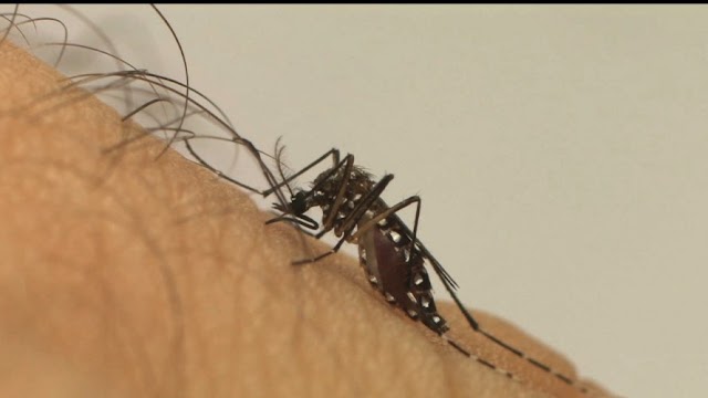 Ilhéus: Ação aponta déficit de agentes de endemias e alta infestação de mosquito da dengue