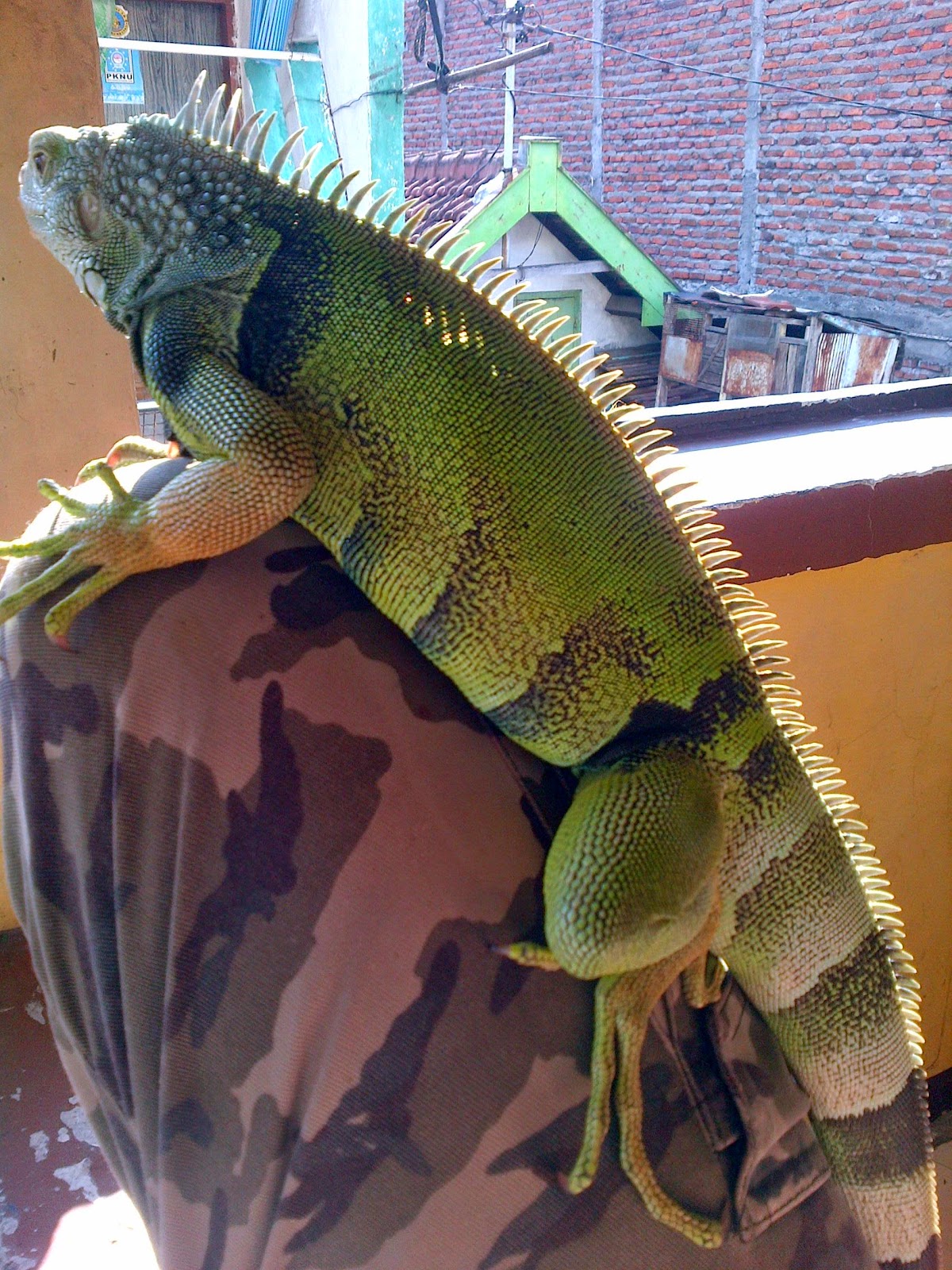 iguana peru