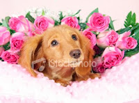 valentine puppy pictures