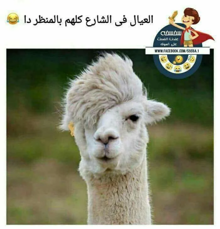 صور مضحكة للفيس