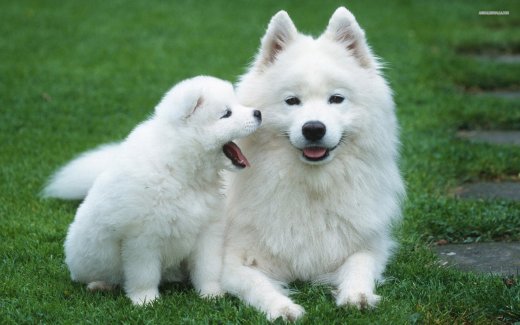 250 Best Names For Dogs With White Fur