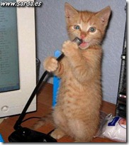gato pianista blogdeimagenes (19)