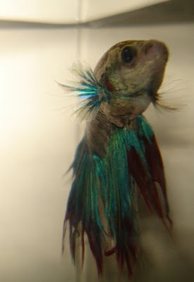 betta splenden