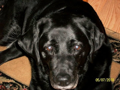 black Lab lying on a carpet