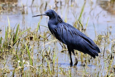 Garceta azabache Egretta ardesaica