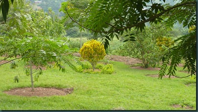 Ali's garden 005