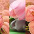 Wallpapers Flowers for iPhone p19