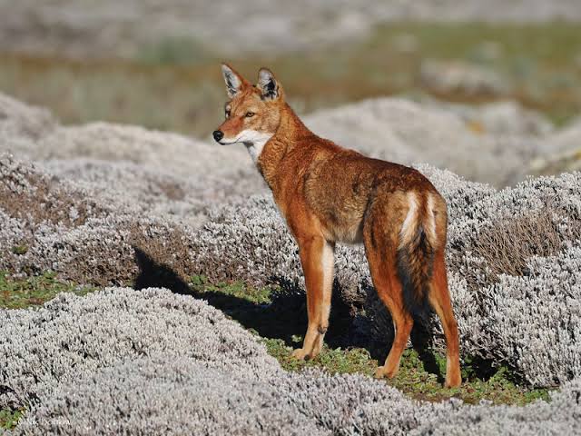 "Ethiopian Wolf" by "Flickr" is licensed under CC by BY-NC 2.0