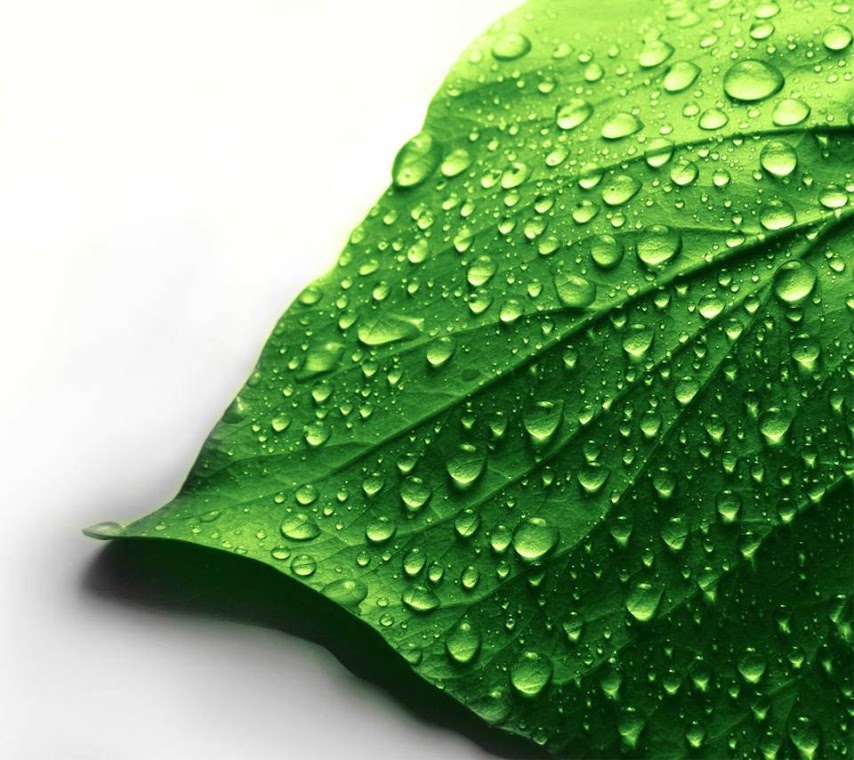 Green Leave Macro HD Wallpaper for Mobile Phone