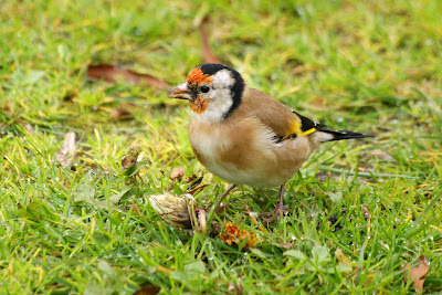 Putter - Putter - Carduelis carduelis