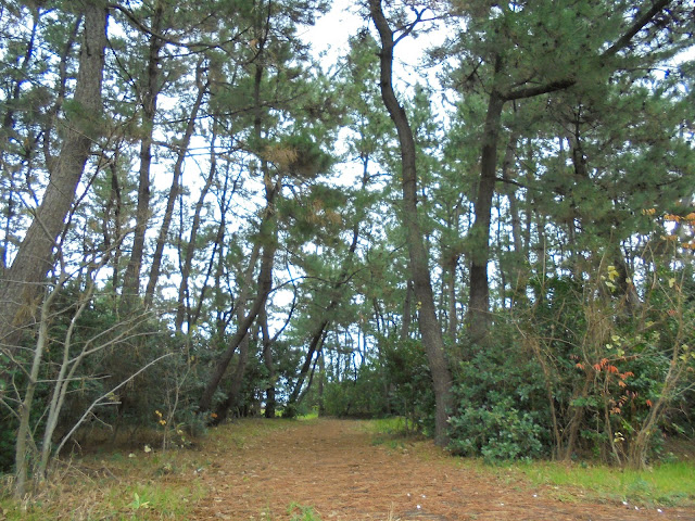 米子東病院の松林公園