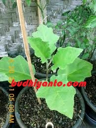 Morfologi Daun Terong  Solanum melongena Budhii WeBlog