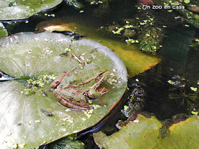 Rana común (Pelophylax perezi)