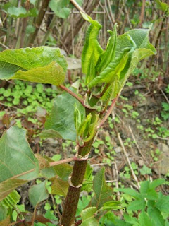 knotweed stalk