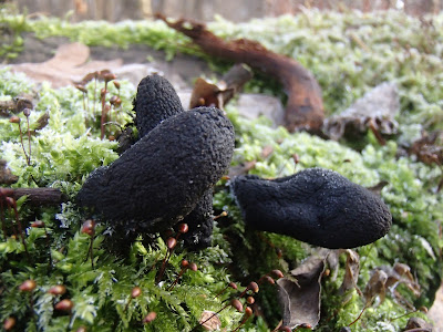 Zakrzówek, spacer na Zakrzówku, grzyby na Zakrzówku, Xylaria-polymorpha-próchnilec-maczugowaty, kisielnica-kedzierzawa-Exidia-plana, Flammulina-velutipes-płomiennica-zimowa