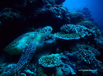 Green Sea Turtle (Chelonia mydas)